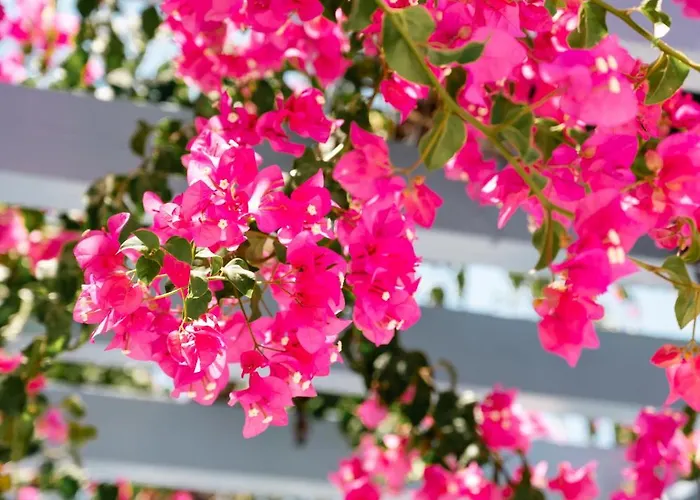 Hotel Narkissos Kamári