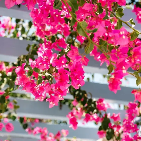 Hotel Narkissos Kamári