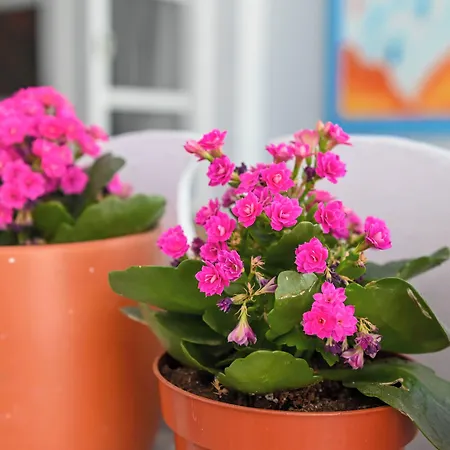 Hotel Narkissos Kamári