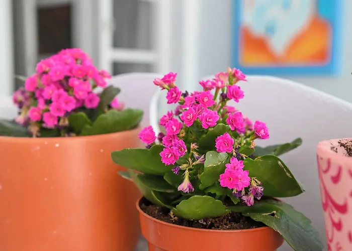 Otel Narkissos Kamári